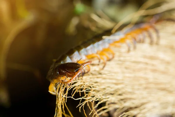Centipedes climb to sleep on dry leaves. — Stock Photo, Image