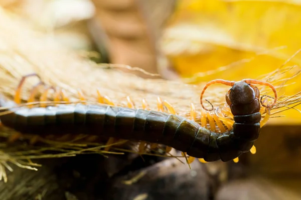 Centipedes climb to sleep on dry leaves. — Stock Photo, Image