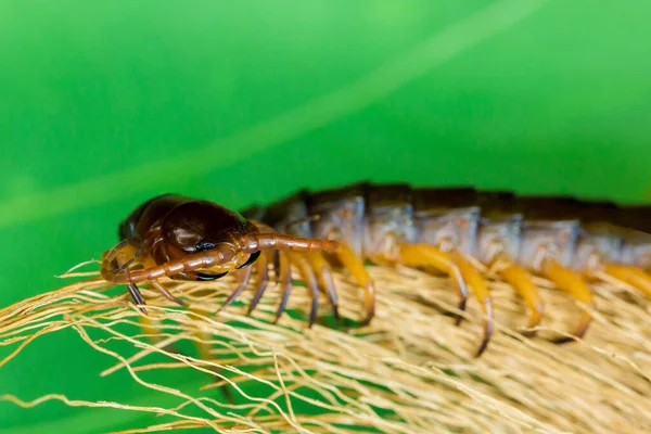 Centipedes climb to sleep on dry leaves.