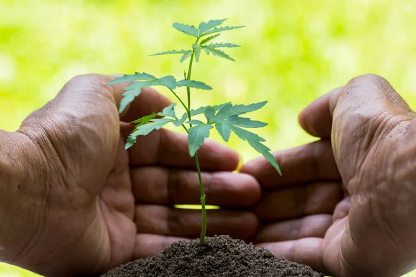 seedling in hands  with abundance soil and blurry green background with sun light, growth concept, startup concept, spring concept, nature and care.