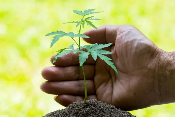 seedling in hands  with abundance soil and blurry green background with sun light, growth concept, startup concept, spring concept, nature and care.