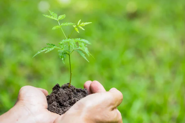 seedling in hand of man with abundance soil and blurry green background with sun light, growth concept, startup concept, spring concept, nature and care.