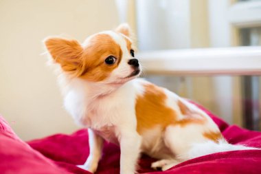 Kahverengi ve beyaz renkli Şirin Chihuahua köpeğinin seçici odağı ayakta duruyor. Sevimli, küçük, evcil bir hayvan..