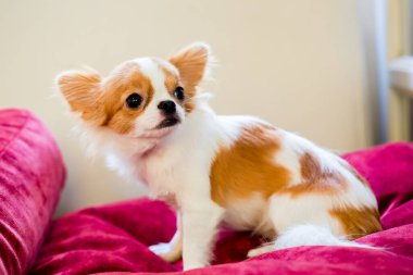 Kahverengi ve beyaz renkli Şirin Chihuahua köpeğinin seçici odağı ayakta duruyor. Sevimli, küçük, evcil bir hayvan..