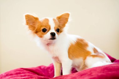 Kahverengi ve beyaz renkli Şirin Chihuahua köpeğinin seçici odağı ayakta duruyor. Sevimli, küçük, evcil bir hayvan..