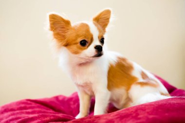 Kahverengi ve beyaz renkli Şirin Chihuahua köpeğinin seçici odağı ayakta duruyor. Sevimli, küçük, evcil bir hayvan..