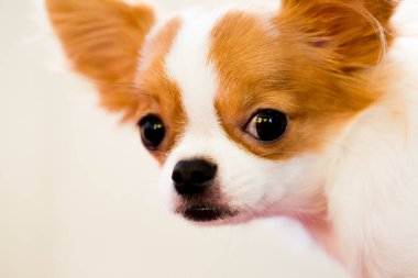 Kahverengi ve beyaz renkli Şirin Chihuahua köpeğinin seçici odağı ayakta duruyor. Sevimli, küçük, evcil bir hayvan..