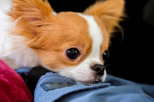 Kahverengi Beyaz Renkli Şirin Chihuahua Köpeğinin Seçici Odağı Ayakta Duruyor — Stok fotoğraf