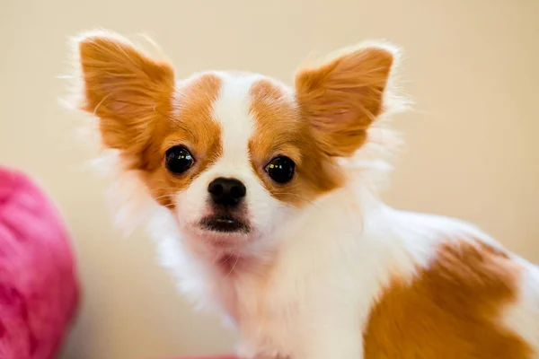 Foco Seletivo Para Cachorro Chihuahua Bonito Marrom Branco Está Animal — Fotografia de Stock
