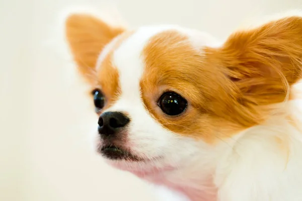 Kahverengi Beyaz Renkli Şirin Chihuahua Köpeğinin Seçici Odağı Ayakta Duruyor — Stok fotoğraf