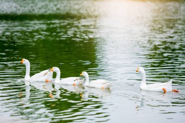 Tayland 'da sabah güneşiyle birlikte büyük doğal bir gölette beyaz kazlar..