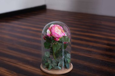 Bir şişede uzun ömürlü gül, cam kubbede, stabilize edilmiş, bir hediye. Bir cam şişede canlı gül. Korunmuş pembe gül. Anneler günü, sevgililer günü, yıldönümü veya doğum günü için mükemmel bir hediye. 