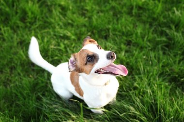 Bir yaz gününde çim doğada açık havada saf Jack Russell Terrier köpek. Mutlu köpek parkta oturuyor. Jack Russell Terrier köpek çim arka planda gülümsüyor. Parson Russell Terrier