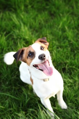 Bir yaz gününde çim doğada açık havada saf Jack Russell Terrier köpek. Mutlu köpek parkta oturuyor. Jack Russell Terrier köpek çim arka planda gülümsüyor. Parson Russell Terrier