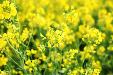 Bahar kolza çiçeklerden resim güzel yakın. Sarı ve yeşil kolza çiçekler yaz. Çiçek açan kanola. Parlak sarı Kolza yağı. Çiçekli Rapeseed. Kolza alanında petrol çiçekleri