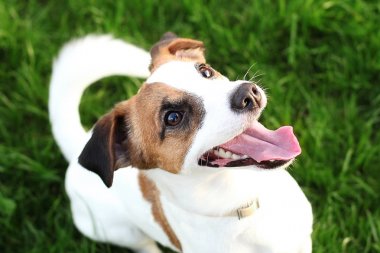 Mutlu aktif genç Jack Russell Terrier. Beyaz-kahverengi renkli köpek yüzü ve gözleri yakın bir parkta açık havada, iyi havalarda sabah güneş ışığı altında ciddi bir yüz yapma. Jack Russel Terrier portre
