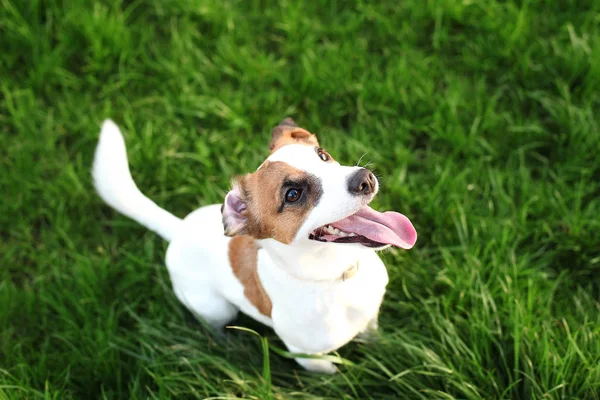 Purebred Jack Russell Terrier dog outdoors on nature in the grass on a summer day. Happy dog sits in the park. Jack Russell Terrier dog smiling on the grass background. Parson Russell Terrier