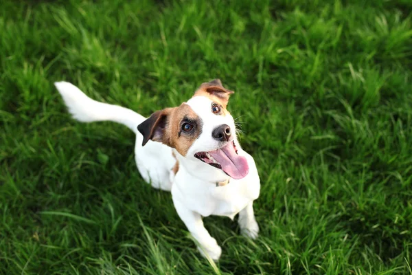 Purebred Jack Russell Terrier dog outdoors on nature in the grass on a summer day. Happy dog sits in the park. Jack Russell Terrier dog smiling on the grass background. Parson Russell Terrier