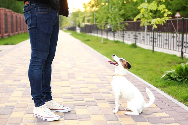 Pies Właściciel Jack Russell Terrier Oczekiwaniu Spacer Parku Ulicy Cierpliwy — Zdjęcie stockowe