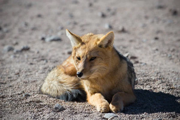 Wild Andean fox in desert Altiplano - Bolivia.
