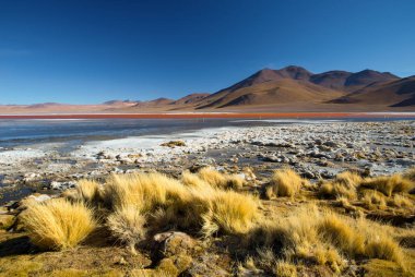 Laguna Colorada - kırmızı su lagünü. Bolivya. Güney Amerika