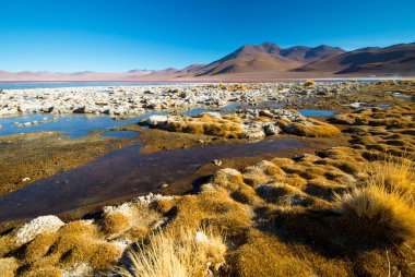 Laguna Colorada - kırmızı su lagünü. Bolivya. Güney Amerika