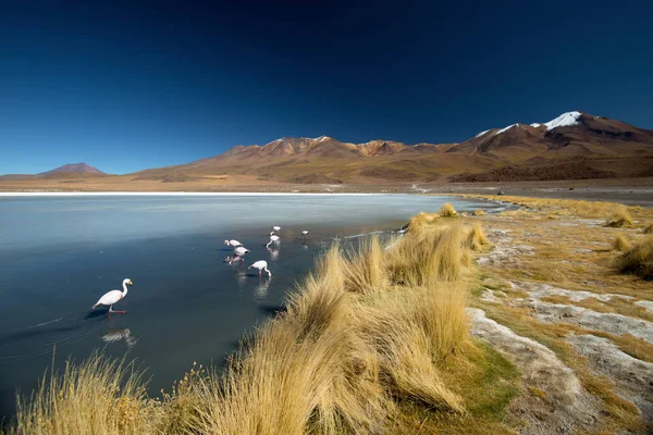 Laguna CANAPA-Flamingo, Bolivya-Altiplano. Güney Amerika.