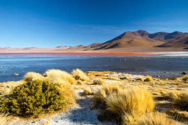 Laguna Colorada - kırmızı su lagünü. Bolivya. Güney Amerika