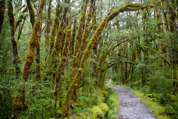 Cesta prastarým lesem, Milford Track National Park, Nový Zéland — Stock fotografie