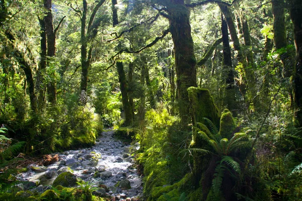 Vägen genom antik skog, Milford Track National Park, Nya Zeeland — Stockfoto