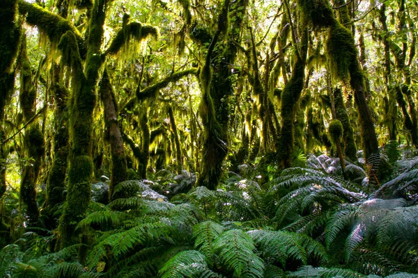 Antica foresta nel Milford Track National Park, Nuova Zelanda — Foto Stock