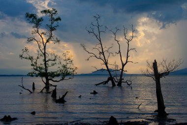 Ağaç silueti, milli parkta gün batımı Bako - Borneo, Malysia