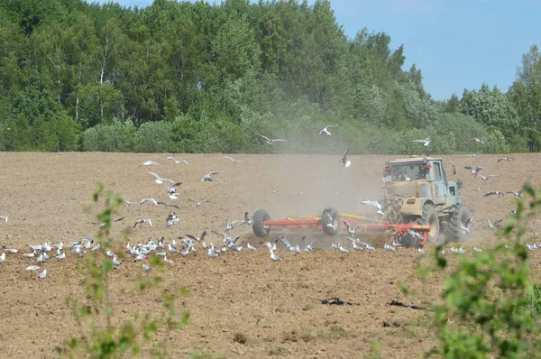beyaz martılar ekilebilir arazi üzerinde bir traktör için sinek