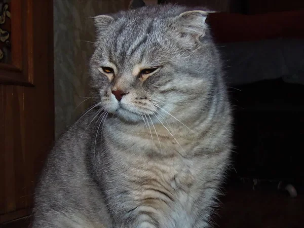 Gato Orejudo Británico Gris Sentado Durmiendo — Foto de Stock