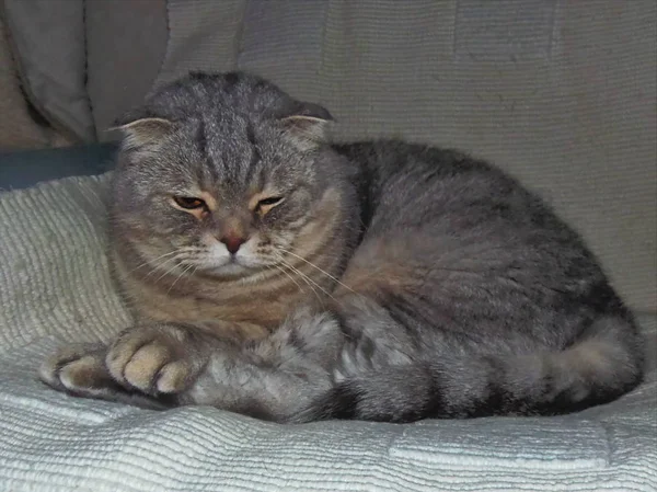 Kedi kulaklı İngiliz grisi yalan söylüyor