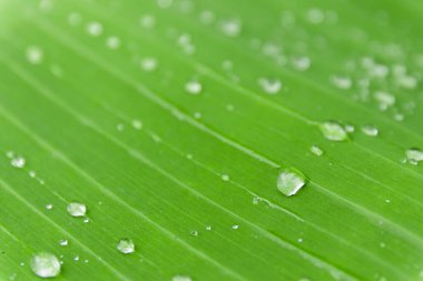 Muz yaprağına su damlası.