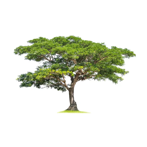 Isolerat Lövträd Vit Bakgrund Med Klippbana Cutout Träd För Användning — Stockfoto
