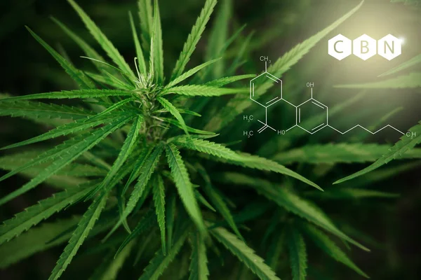 Cbn Formel Cannabis Träd För Medicinska Fördelar Genom Att Extrahera — Stockfoto