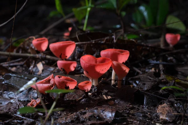 Rode Champignons Vorm Van Een Glas Champagne Cookeina Speciosa Worden — Stockfoto