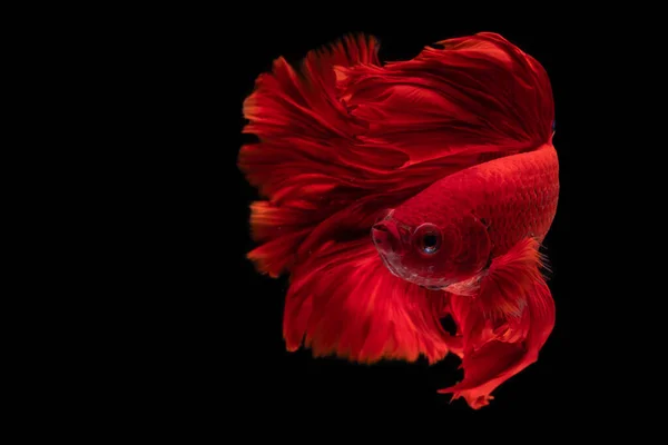 Red Beautiful Siamese Fighting Fish Long Tail Fin Swimming Black — Stock Photo, Image