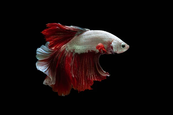 Rot Und Weiß Schöne Siamesische Kampffische Langen Schwanz Und Flosse — Stockfoto