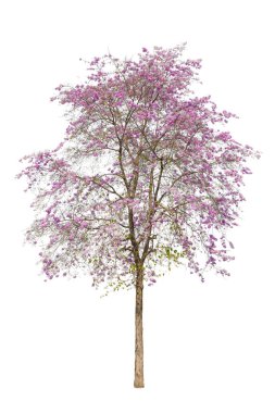 Güzel Intanin ağacı ya da Lagerstroemia makrocarpa 'nın izole edilmiş beyaz arka plandaki tüm pembe çiçekleri kırpma yolu ile birlikte.
