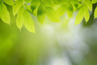 bokeh arkaplan ve metin için güneş ışığı, şablon maket ve ürün görüntüleme. yeşil doğa ve ekoloji kavramı.