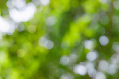 bokeh arkaplan ve metin için güneş ışığı, şablon maket ve ürün görüntüleme. yeşil doğa ve ekoloji kavramı.