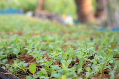Çayırdaki sebzelerin filizleri yapraklarında su damlacıkları ve sabah güneşiyle.