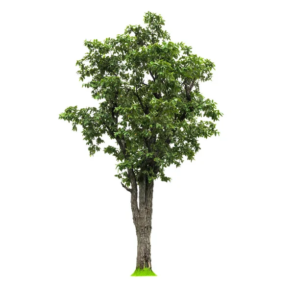 Isolated Deciduous Tree White Background Clipping Path Cutout Tree Use — Stock Photo, Image