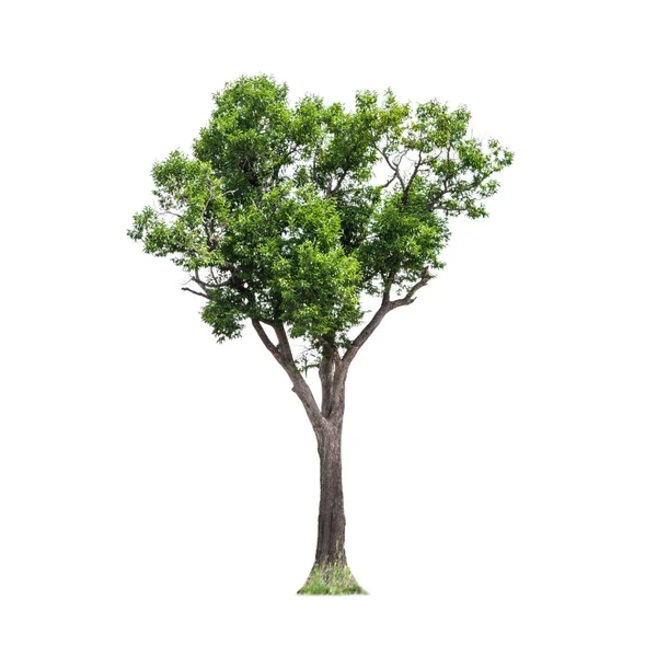 Izolovaný Velkého Mandlového Stromu Nebo Thajské Jméno Popadnout Bílém Pozadí — Stock fotografie