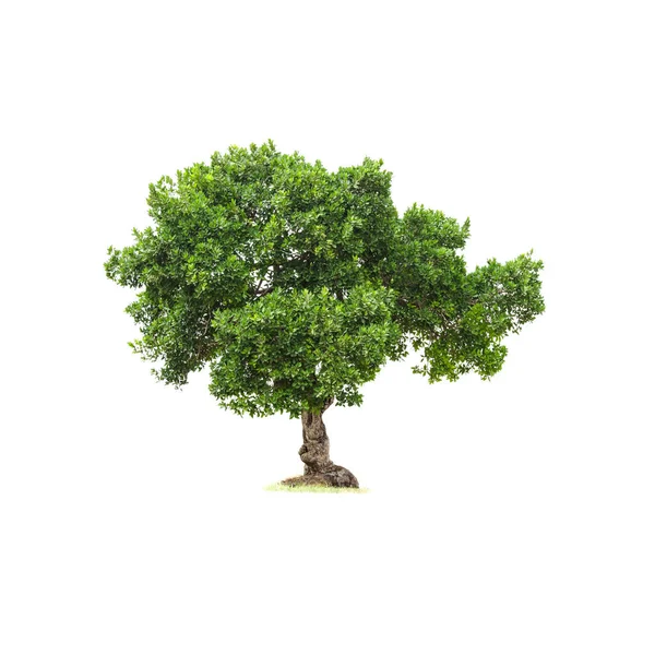 Isolerat Lövträd Vit Bakgrund Med Klippbana Cutout Träd För Användning — Stockfoto