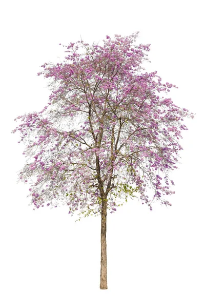Απομονωμένα Από Όμορφο Δέντρο Ινθανίνης Lagerstroemia Macrocarpa Έχουν Όλα Ροζ — Φωτογραφία Αρχείου