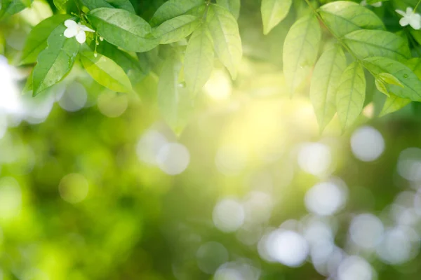 Foglie Verdi Naturali Bokeh Luce Del Sole Con Spazio Copia — Foto Stock